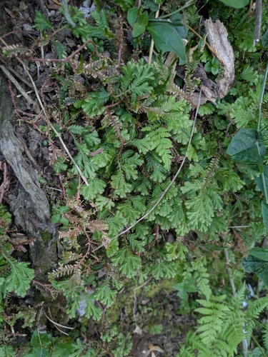 Selaginella silvestris, 2026-04-29