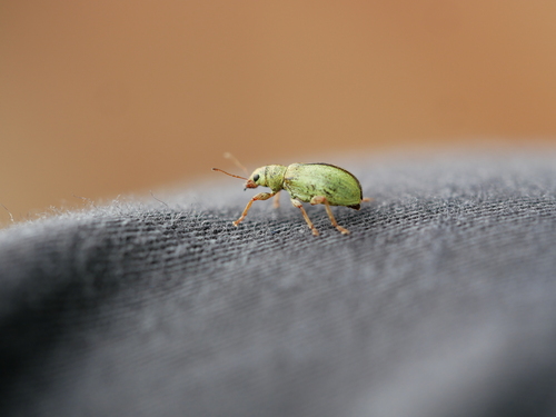 Pachyrhinus lethierryi, Rotterdam Rechter Maasoever, Rotterdam, Netherlands, photo 9 of 10
