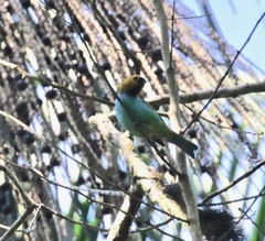 Tangara cyanoventris