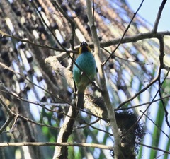 Tangara cyanoventris