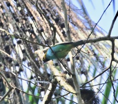Tangara cyanoventris