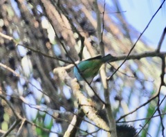 Tangara cyanoventris