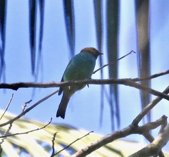 Tangara cyanoventris