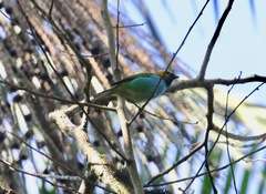 Tangara cyanoventris