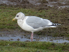 Larus glaucoides thayeri