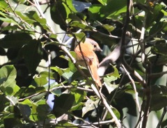 Pachyramphus castaneus