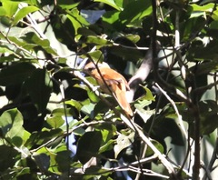 Pachyramphus castaneus