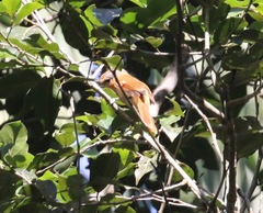 Pachyramphus castaneus