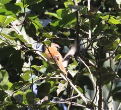 Pachyramphus castaneus