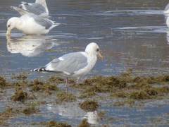 Larus glaucoides thayeri