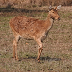 Rucervus duvaucelii branderi