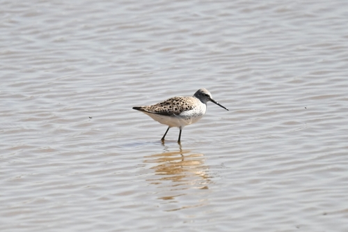 Archibebe fino (Tringa stagnatilis)