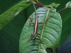 Anolis gemmosus
