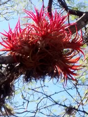 Tillandsia ionantha