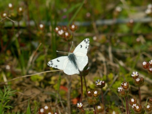 Eastern Bath White photo 3