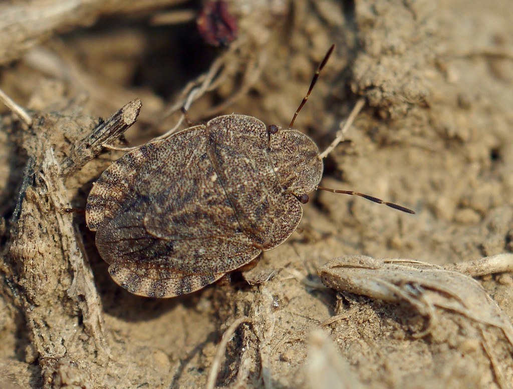 Sciocoris homalonotus