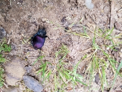 Scaphinotus elevatus