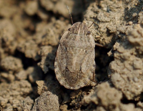 Sand-runner Shieldbug, photo 3 of 7