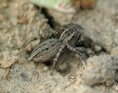 Phlegra cinereofasciata