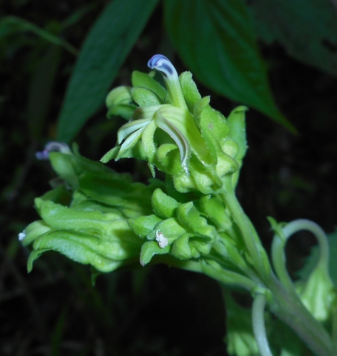 Loma El Gigante