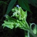 Lobelia christii