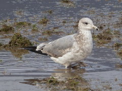 Larus glaucoides thayeri