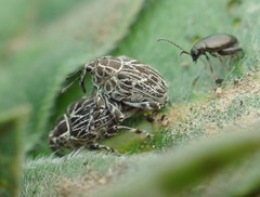 Mogulones geographicus