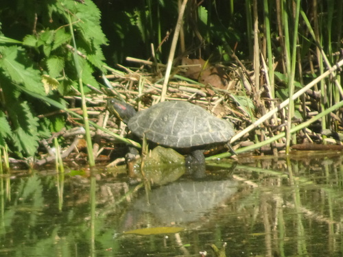 Trachemys scripta
