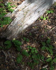 Adenocaulon chilense