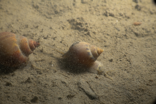 Tritia mutabilis