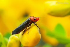 Aulacizes quadripunctata