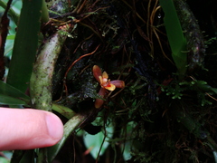Maxillaria acutifolia