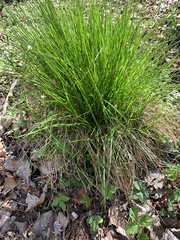 Carex bromoides