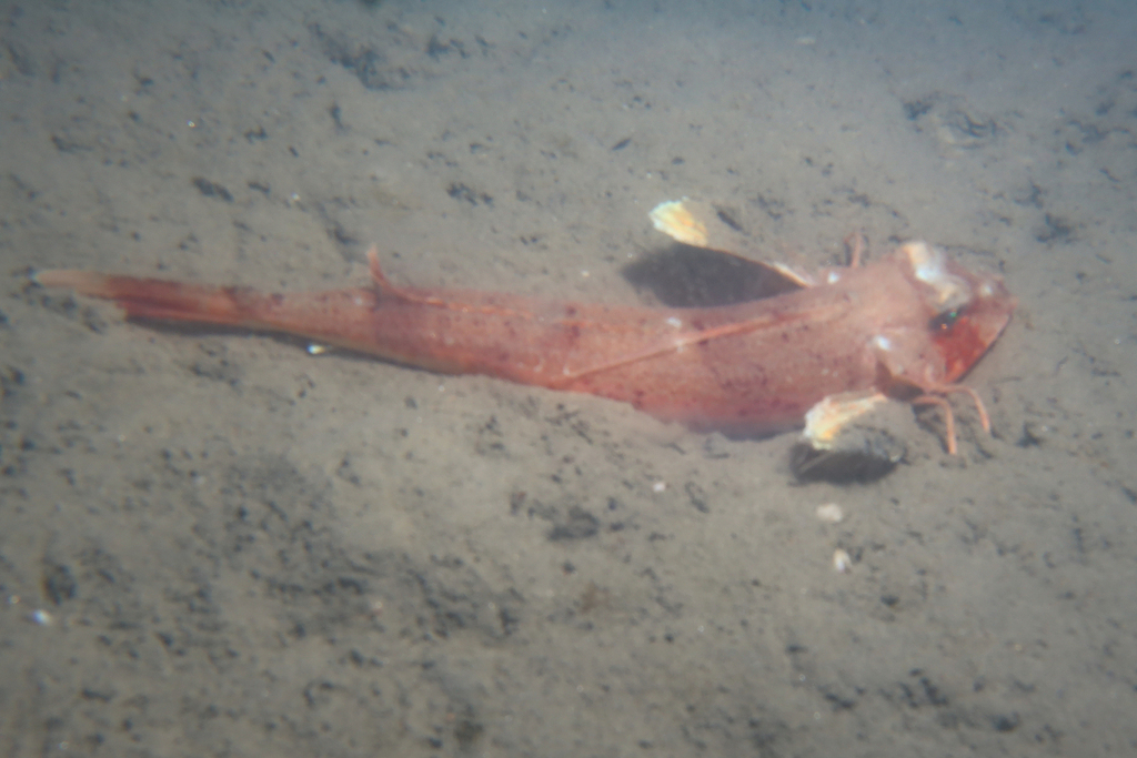 Long-finned Gurnard