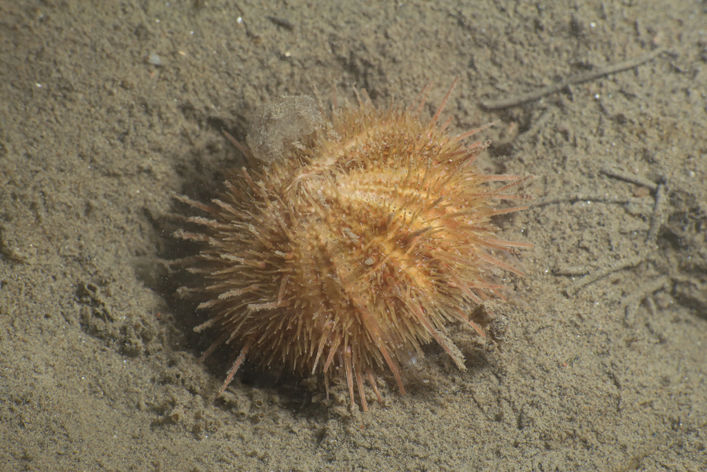 Psammechinus microtuberculatus