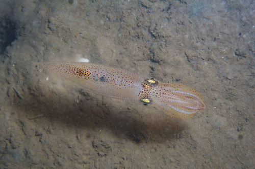 Alloteuthis media