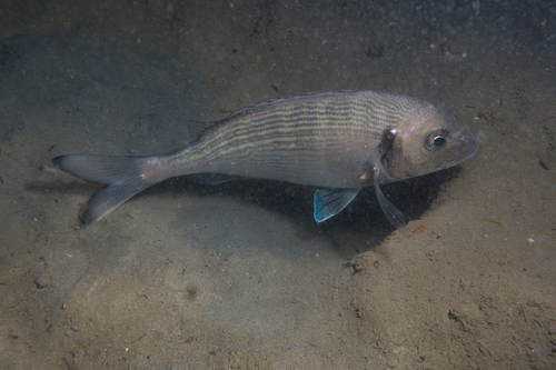 Sparus aurata
