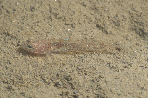 Pomatoschistus marmoratus