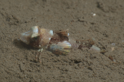 Chelidonichthys obscurus