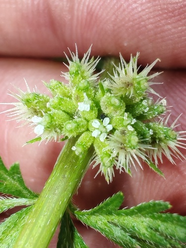 Knotted Hedgeparsley