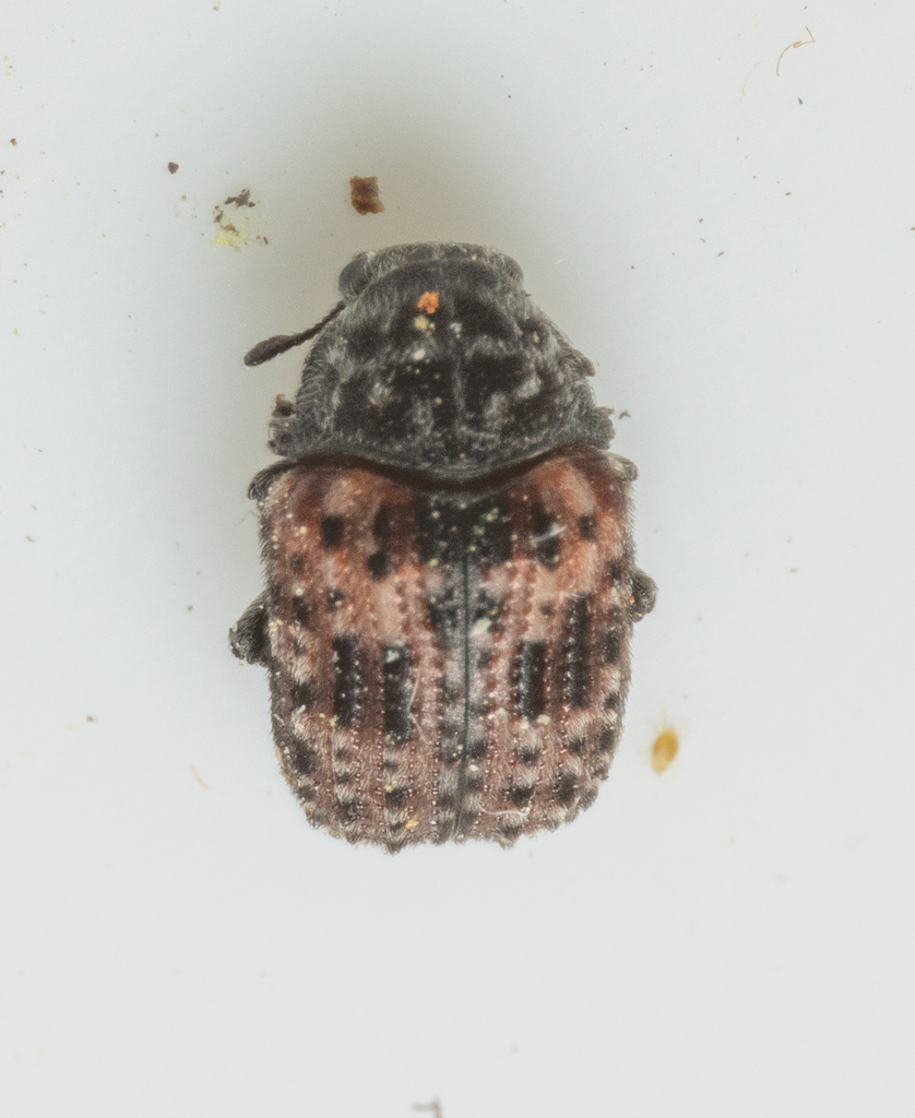 Anthribus fasciatus