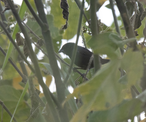 Blue-black Grassquit