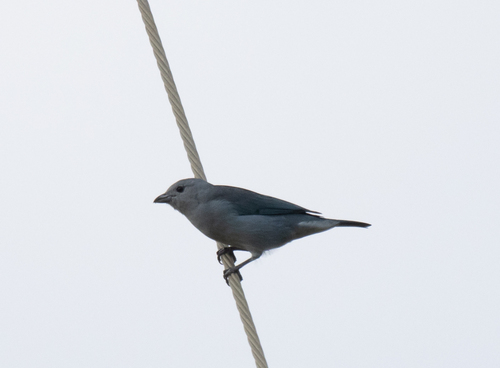 Sayaca Tanager