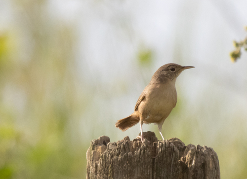 Southern House Wren