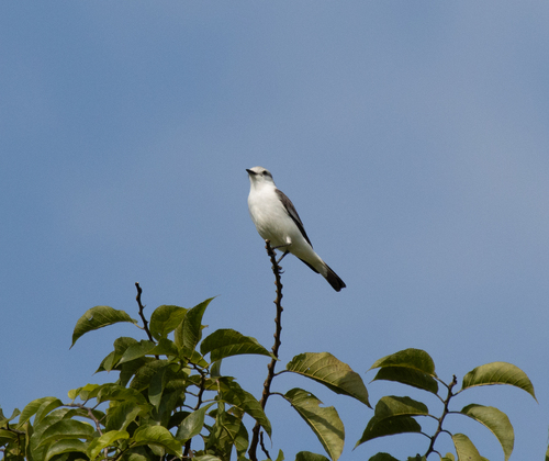 White-rumped Monjita