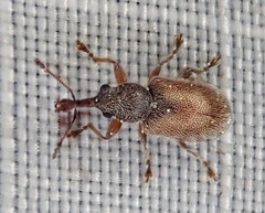 Cimberis pilosa