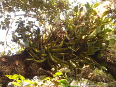 Myrmecophila tibicinis