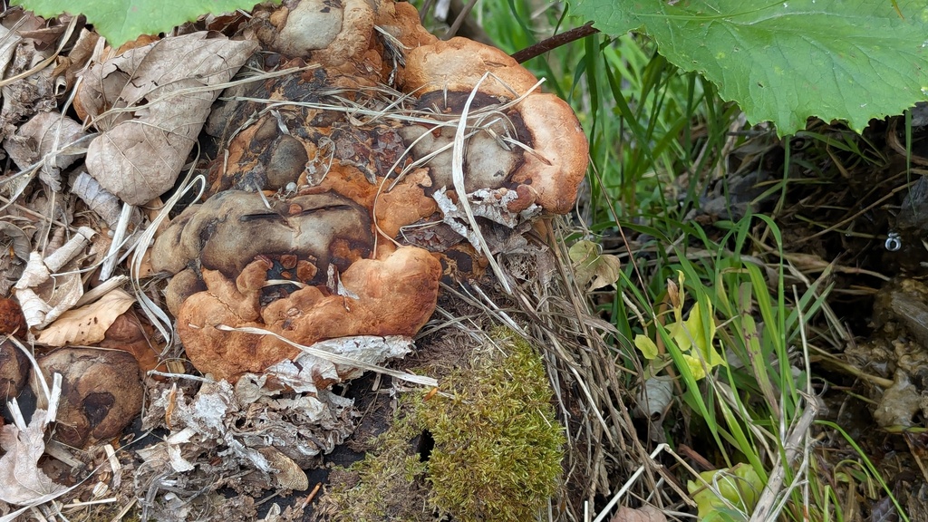 Osmoporus odoratus · April 2026 · photo: © rudolphous (iNaturalist, cc-by)