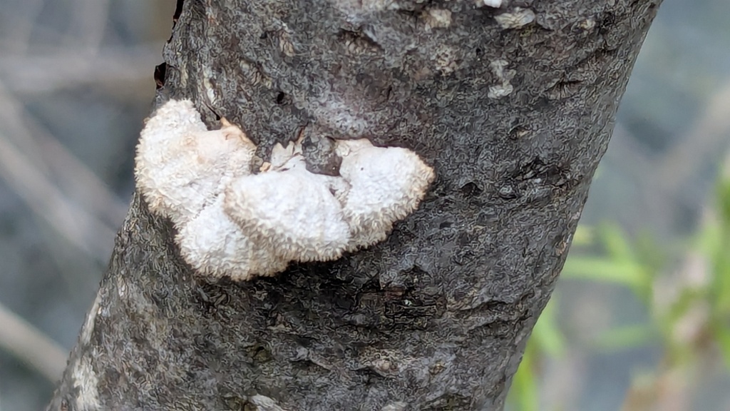 Schizophyllum commune · April 2026 · photo: © rudolphous (iNaturalist, cc-by)