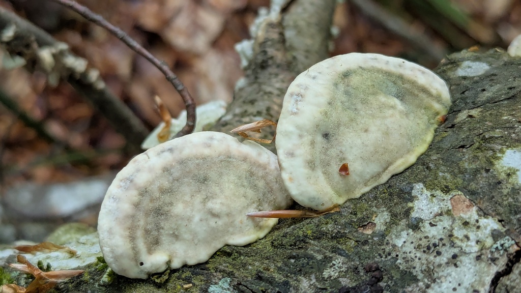Trametes gibbosa · April 2026 · photo: © rudolphous (iNaturalist, cc-by)